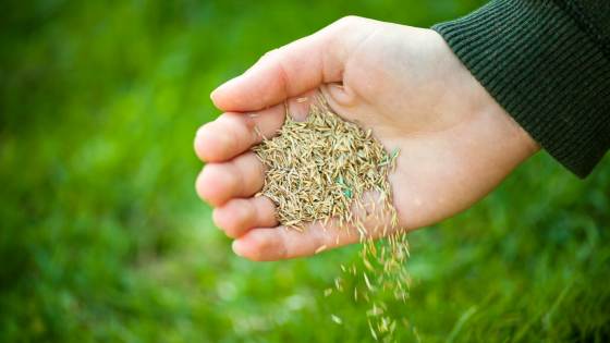 Everyone wants a picturesque lawn, but it doesn't always come easy. Here's how to determine the grass seed you'll need.